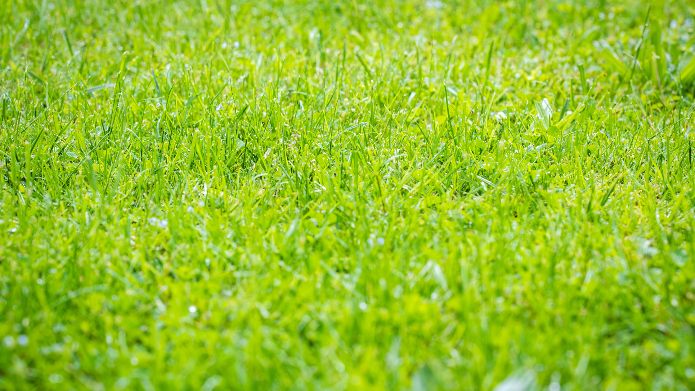 A healthy lawn shows no sewer issues. Drain Bros llc keeps your yard safe from plumbing problems or repairs.